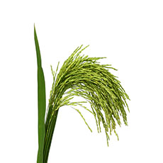 MITERRA®